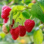 raspberries plant