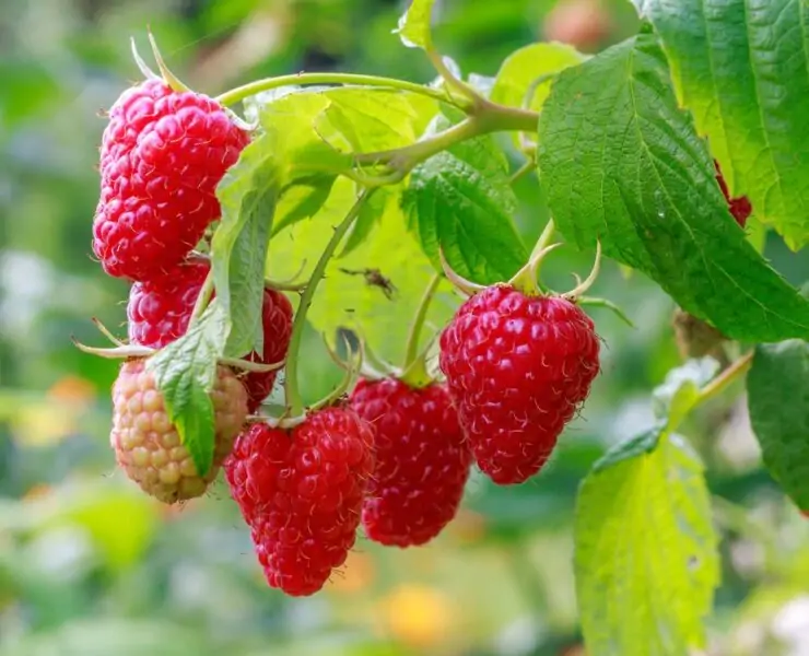 raspberries plant