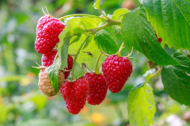raspberries plant