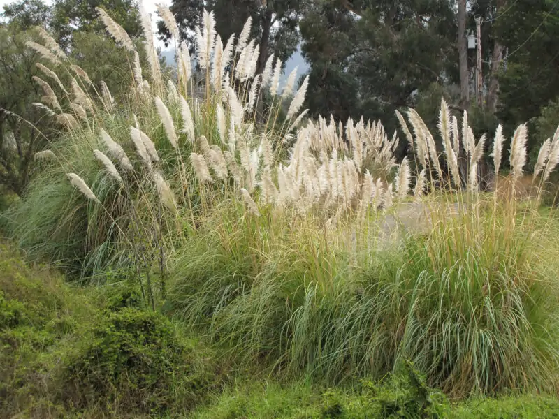 pampas grass
