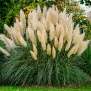 pampas grass in the garden