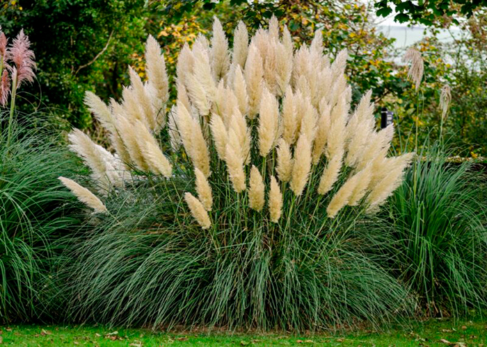 How to Kill Pampas Grass 8 Effective Ways to Get Rid of Pampas grass