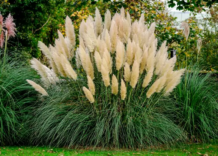 pampas grass in the garden