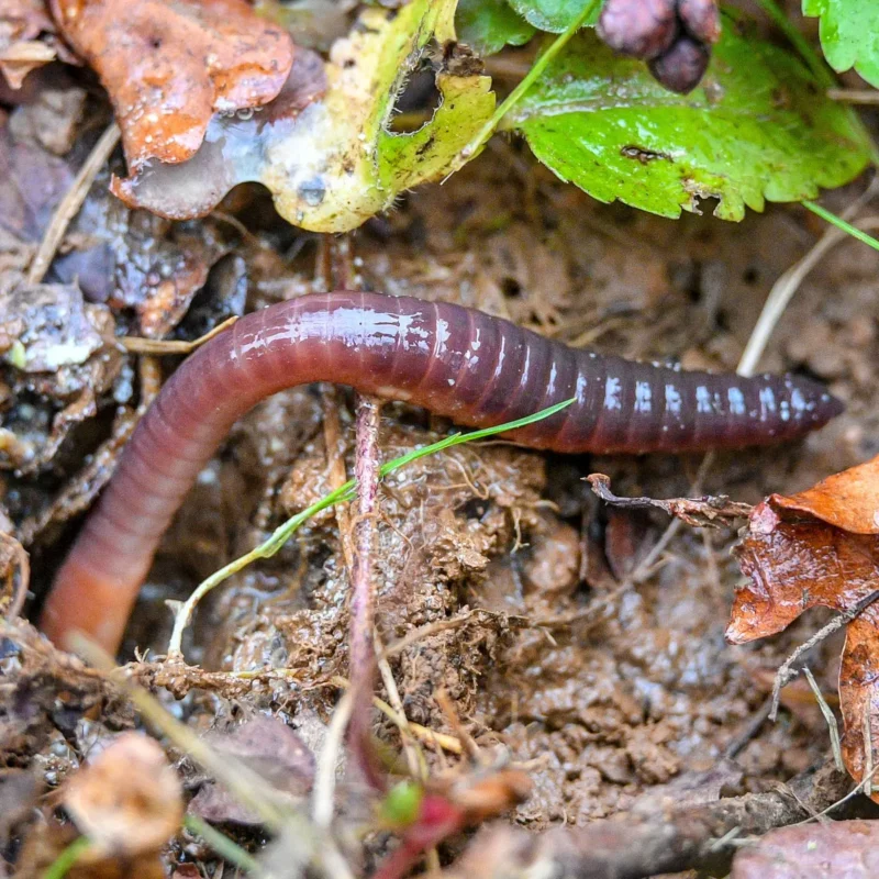 Worms in garden