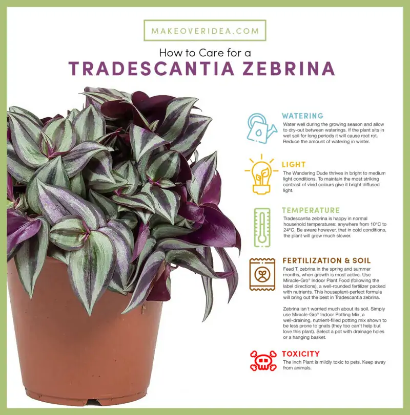 Tradescantia zebrina requirements how to care chart