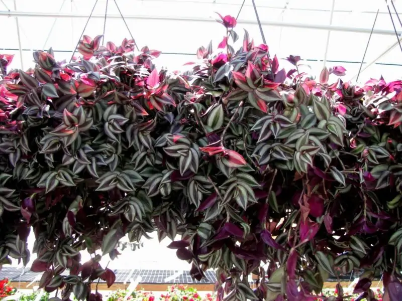 Wandering Jew Bushy