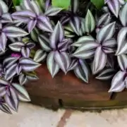 wandering jew plant