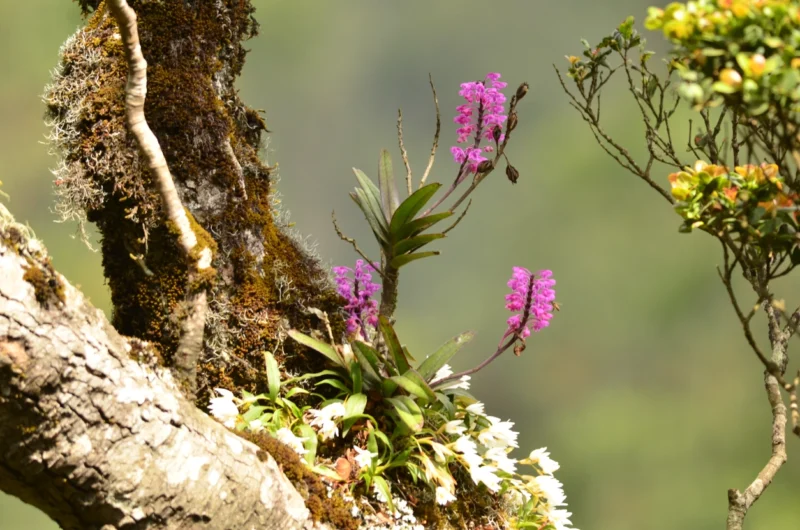 Growing Orchids on Trees
