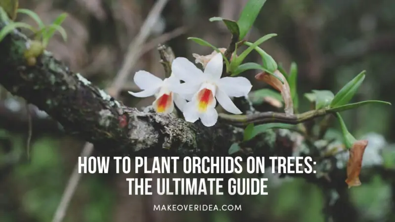 how to plant orchid on trees