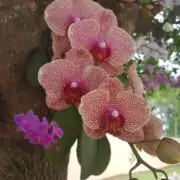 how to plant orchids on trees