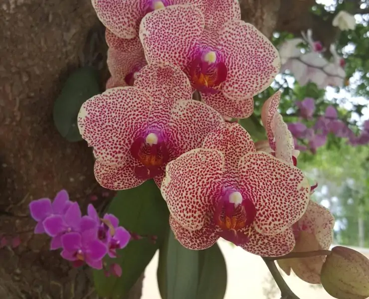 how to plant orchids on trees