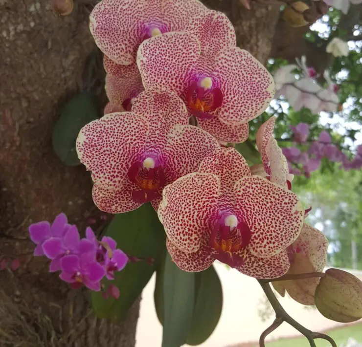 how to plant orchids on trees