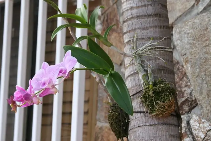 orchid on palm tree
