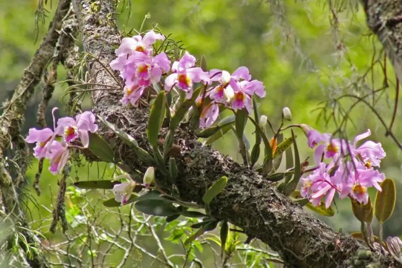 orchid on tree