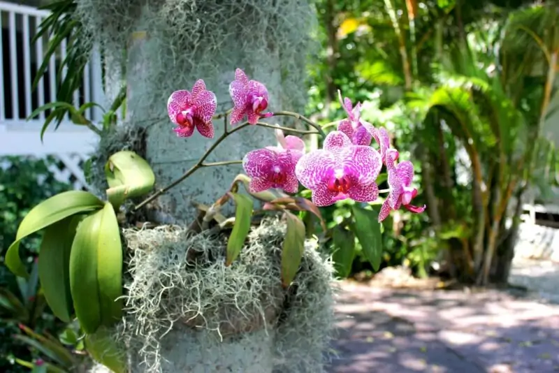 orchid on tree