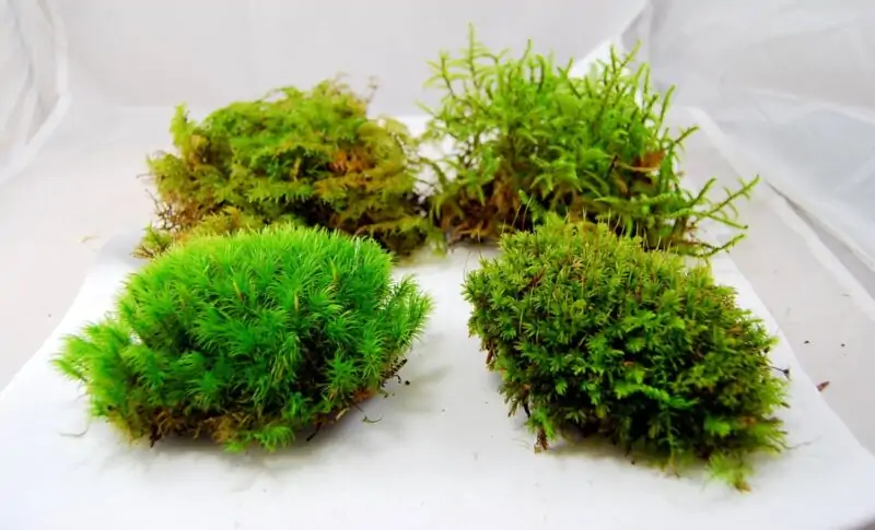 sphagnum moss