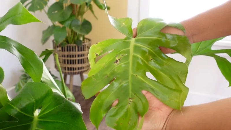 Time To Repot Your Monstera