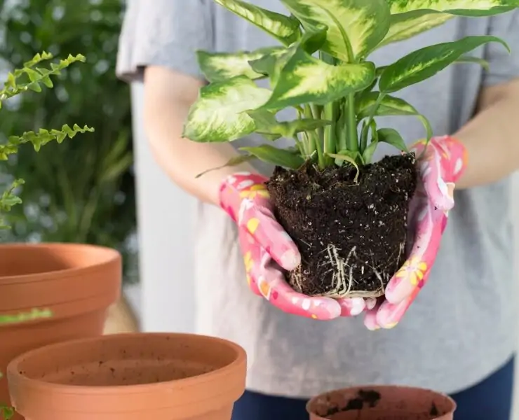 how to repot monstera