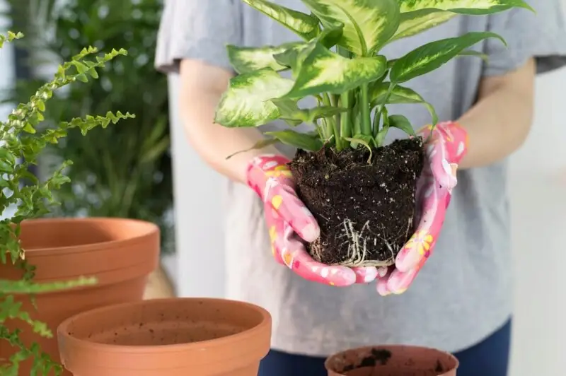 how to repot monstera