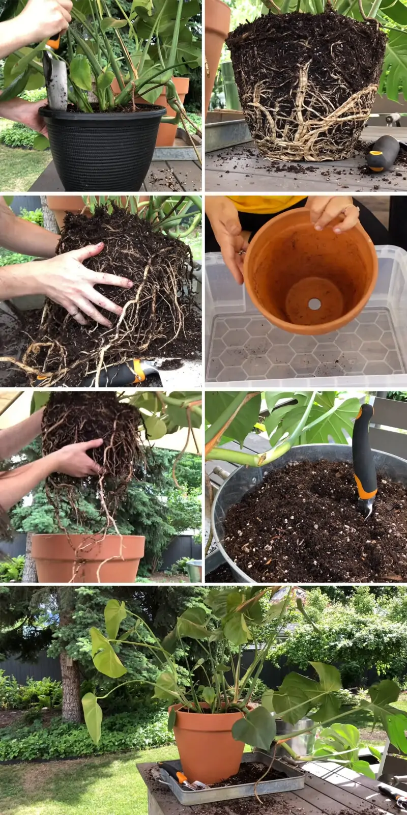 how to repot monstera