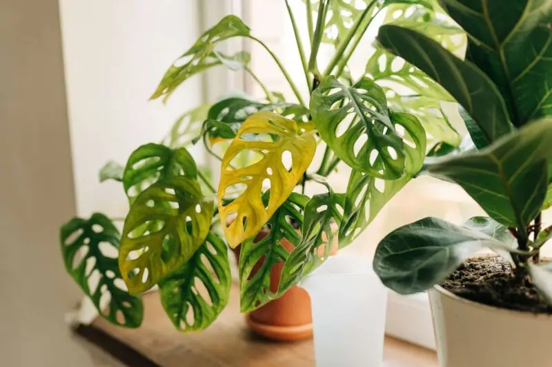 monstera in pot