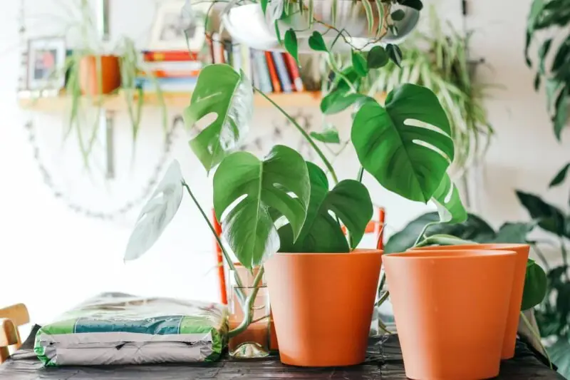 monstera plants in pots