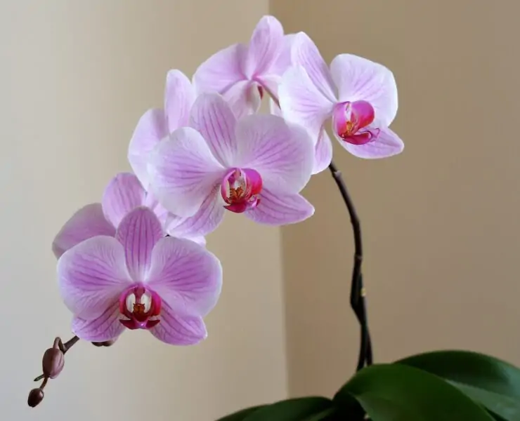 Tips and Tricks on How to Take Care of an Orchid Indoors