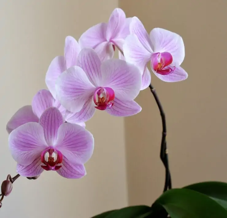 Tips and Tricks on How to Take Care of an Orchid Indoors