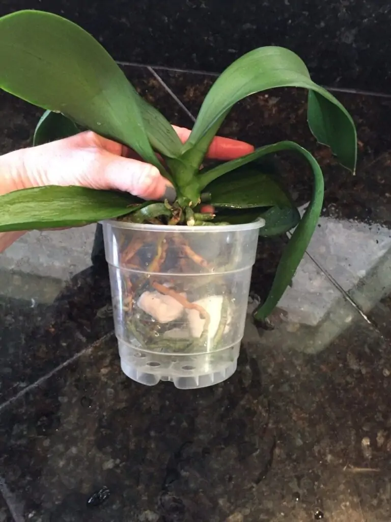 Repot your orchid when necessary