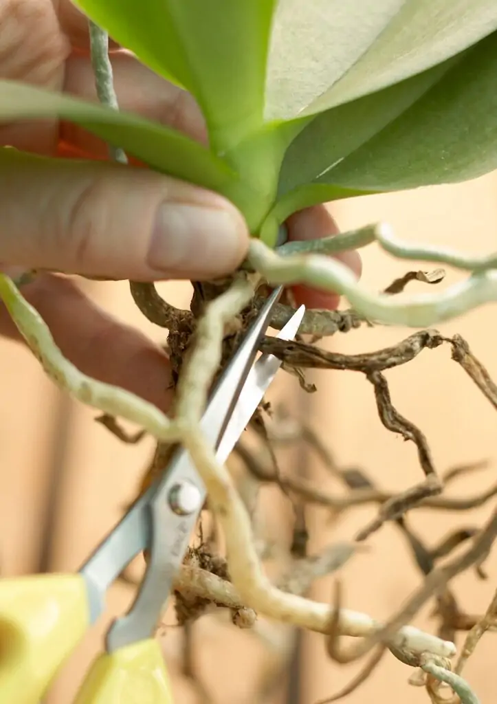 Know when to prune your orchid