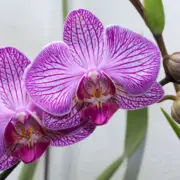 orchid