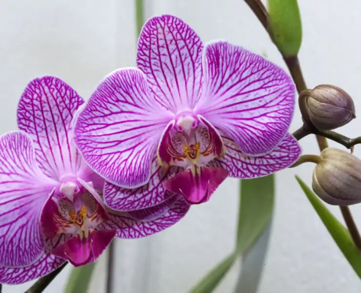 orchid