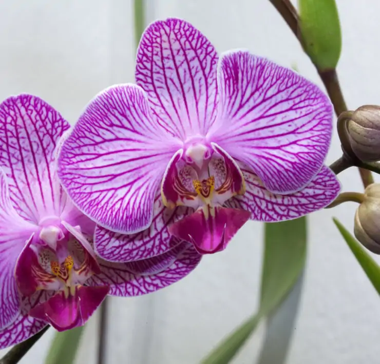 orchid