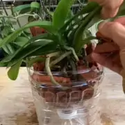 orchid without soil