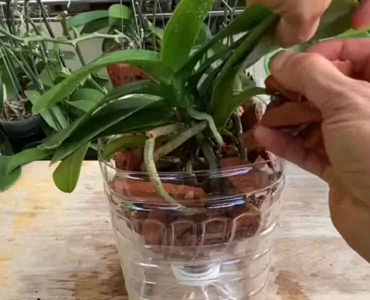 orchid without soil