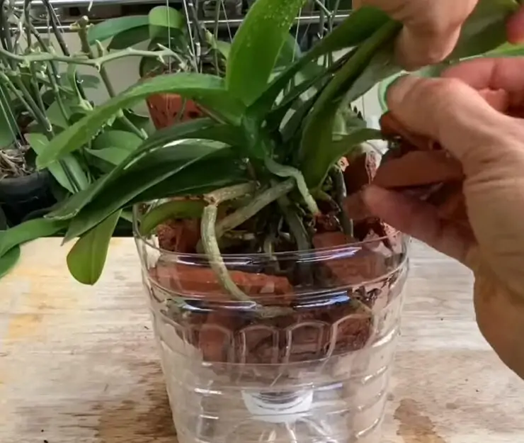 orchid without soil