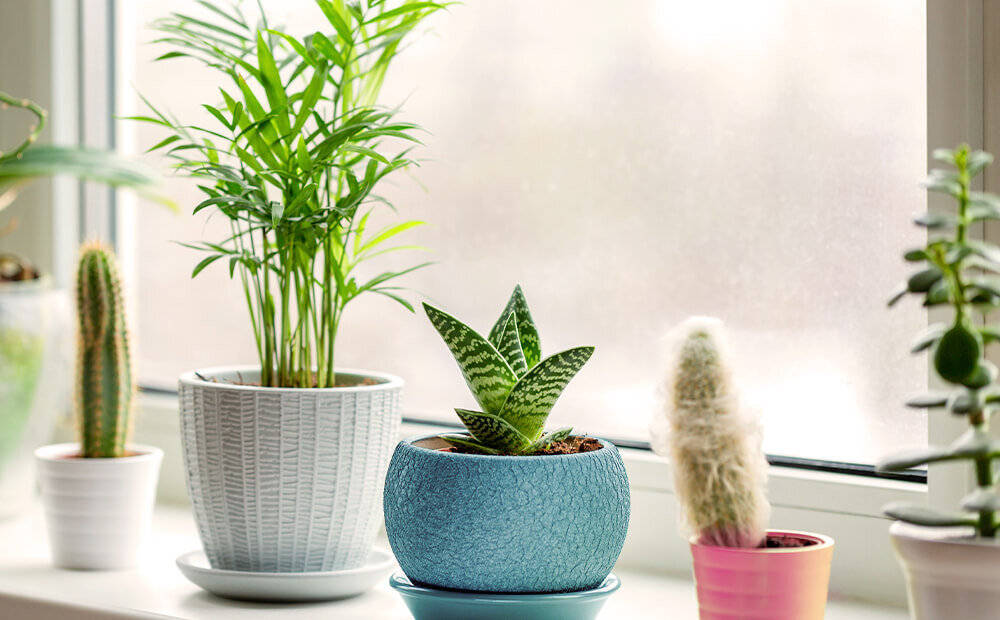 Indoor Succulents crown you decorative efforts when properly cared for