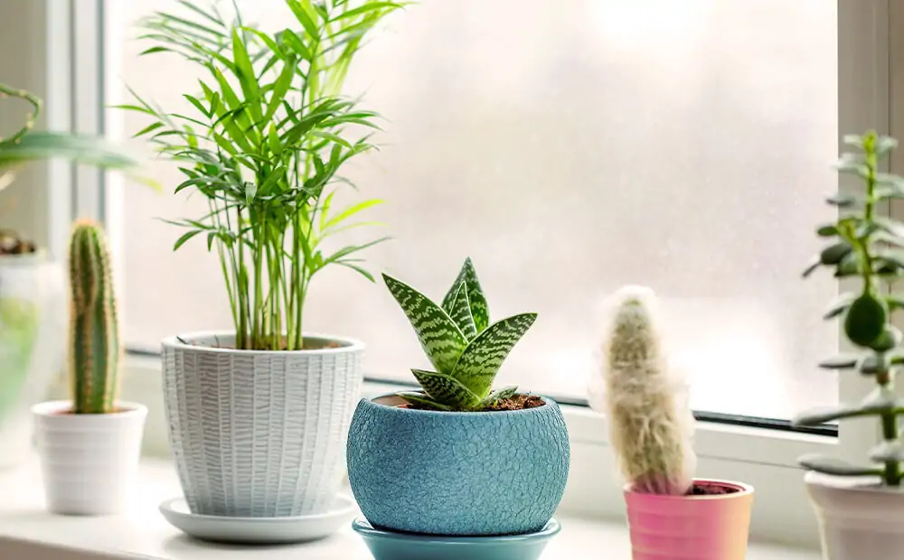 Indoor Succulents crown you decorative efforts when properly cared for