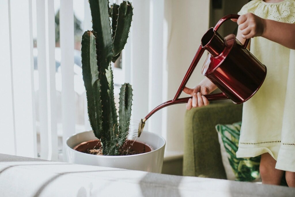 Water indoor plants moderately and directly on the soil