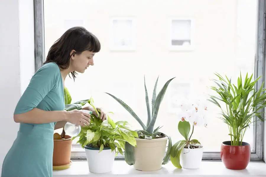 Place indoor succulents by your window to receive more light during winter