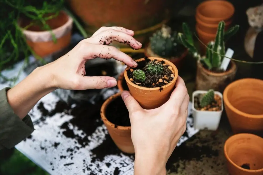 Propagation is a good way to care for decorative indoor plants