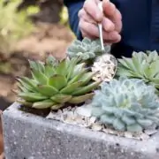 x Six tips for success with succulents in pots LI fff