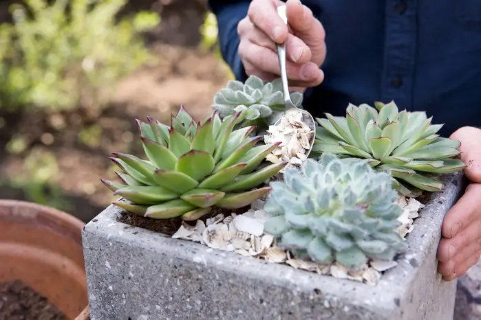 x Six tips for success with succulents in pots LI fff
