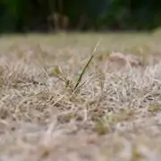 how to turn brown grass green fast