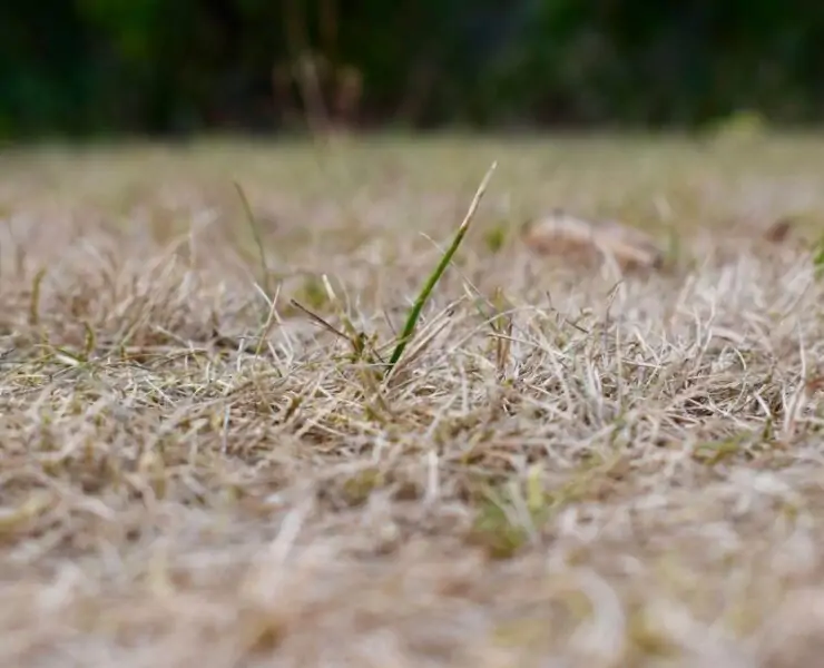 how to turn brown grass green fast