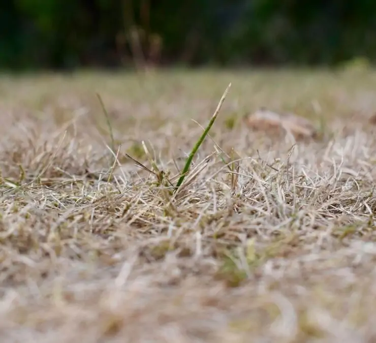 how to turn brown grass green fast