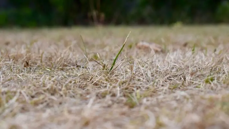 how to turn brown grass green fast