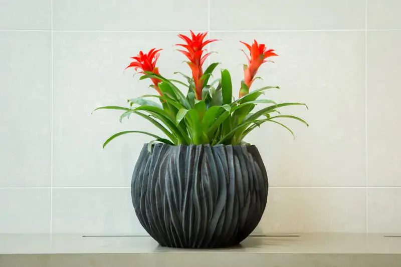 bromeliads in pot houseplant