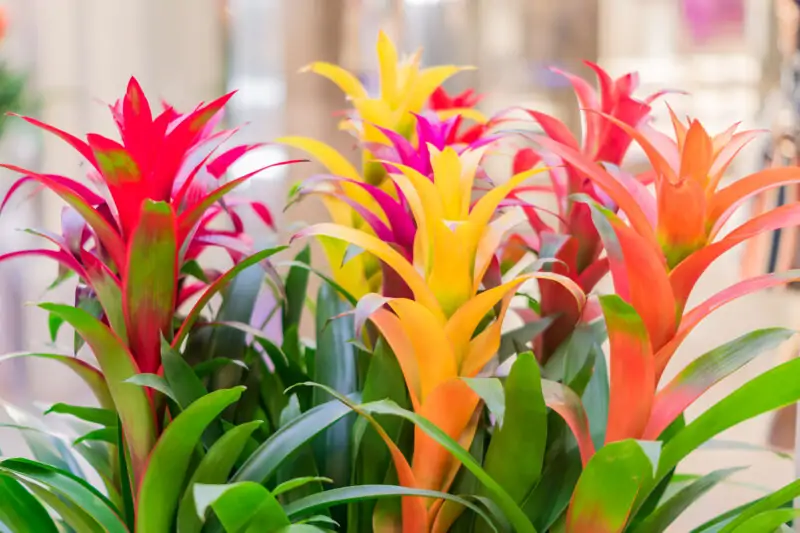 bromeliads plants