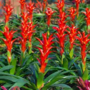 how to water bromeliads